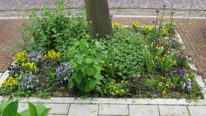 Bloemenbuurt Vlissingen wordt groener en klimaatbestendiger