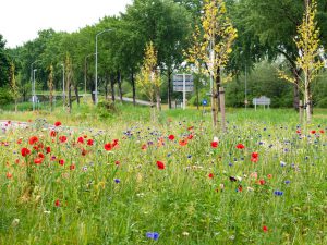 Flink gemaaid in Wageningen