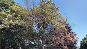 Bomen behouden op Landgoed Schaffelaar