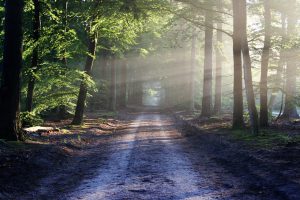 Actief en transparant Groenbeleid