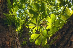 Eerst geen extra controles bomen, daarna wel en boom gekapt