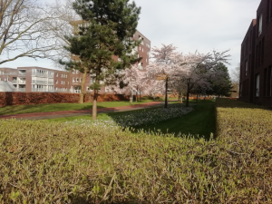 Verdere vergroening van Harderwijk