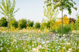 Groen in de Politiek in Gilze en Rijen