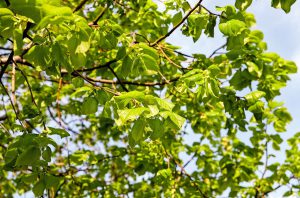 Bomen doen het ‘niet goed’ en moeten verdwijnen