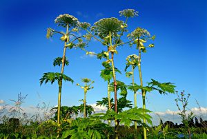 Natuurmonumenten beschermt natuur tegen woekerende planten