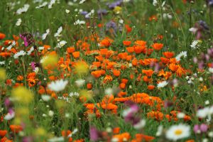 QuickScan Flora en Fauna verplicht bij ruimtelijke ingrepen in natuur