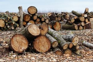 Omvangrijke bomenkap ronde door klimaatverandering