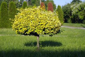 Grotere bomen geven groene voorsprong