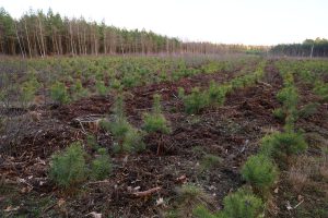 Geplante 3.000 bomen kunnen gekocht worden