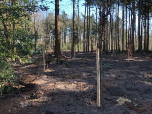 Het gaat er nu echt van komen, de 333 nieuwe bomen worden geplant