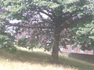 Natuur Dichtbij: Wilde natuur in de stad