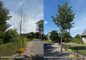 Bomen kappen, verplanten en / of planten