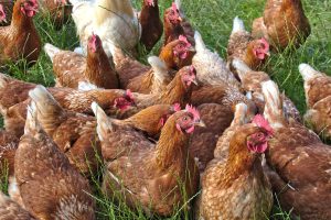 Gezondheidsdienst voor Pluimvee