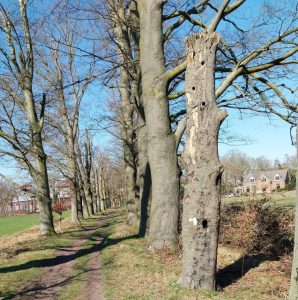 Betere bescherming monumentale bomen