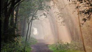 Flink geld voor herstel van Brabantse bossen