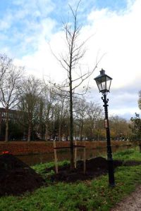 Nakomelingen van 184 jaar oude Duiveltjesiep in Utrecht geplant
