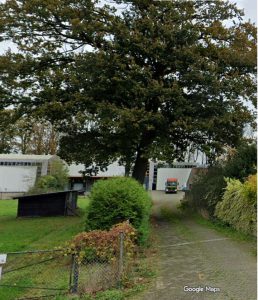 Monumentale eik in nieuwe wijk Loeff heeft het moeilijk door woningbouw