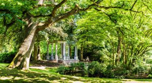 Boomhut in aanbouw in een forse Taxus