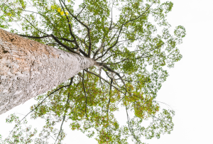 Start procedure kappen bomenlaan Sportpark De Hoge Heide
