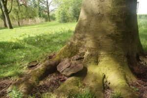 Monumentale bomen moeten verdwijnen voor nieuwbouw