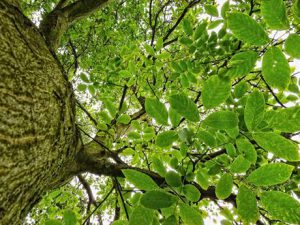 Lelystad verwijdert en vervangt onveilige bomen