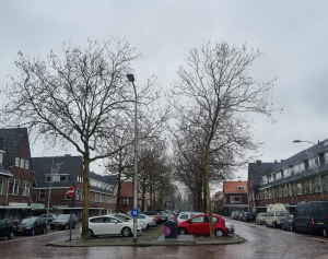 Nogal wat kapvergunningen afgegeven in Delft