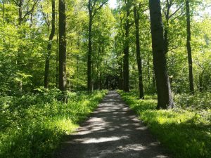De bomen moeten een plaats krijgen in de gemeenteraad