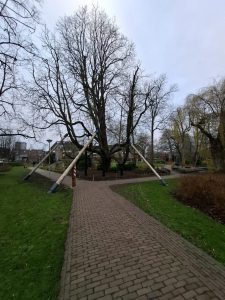Emile van Loonpark behoudt haar historische Witte Paardenkastanjeboom 