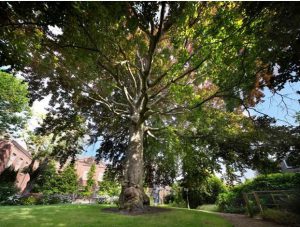 Gemeente wil 800 bomen kappen om 2.700 nieuwe te planten