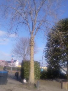 Harderwijk heeft nogal wat te kappen bomen op lijst staan