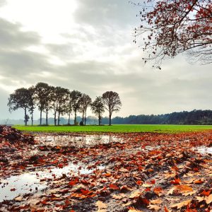 Gemeente Eersel gaat nieuwe bomen planten