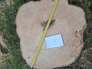 Rechter moet grote kap van bomen voorkomen