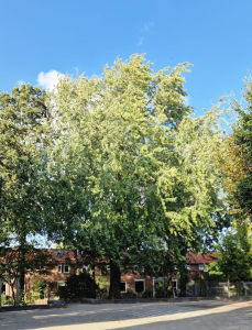 Voorgenomen kap van 38 bomen in Loosdrecht