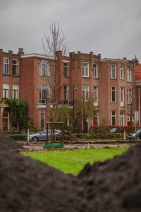 Kastanjebomen in Breda zijn aangetast en gaan plat