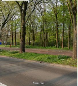 Bomen kappen in Park Transwijk