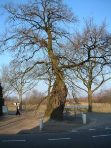 Mogelijk de oudste boom van Nederland