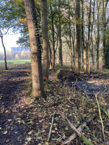 Vleermuizen in de te kappen bomen in Park Transwijk