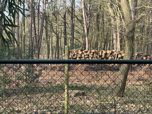 Bomenkap in Natura 2000-gebied in Rockanje