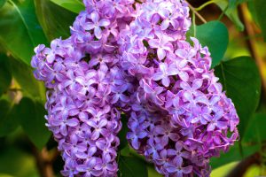 Seringenpark heeft een nieuwe Koningslinde