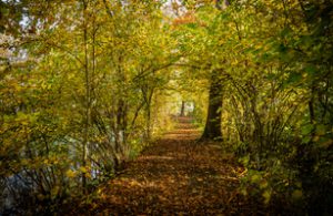 Wederom subsidie voor meer bos, bomen en groen