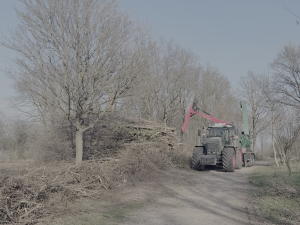 Bomen gekapt op Sint-Pietersberg