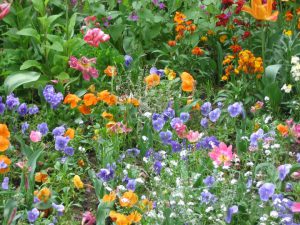 Meer ruimte voor groen en biodiversiteit in de gemeente