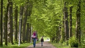 Boomonderhoud met dagelijks onderhoud bomen