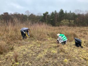 Bomenhub ‘t Hurkse: kraamkamer voor geoogste zaailingen