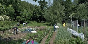 Aan de slag met een Buurtvoedselbos samen met de gemeente