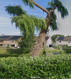 Ontwerp “Wijziging bomenlijst 2026” ter inzage