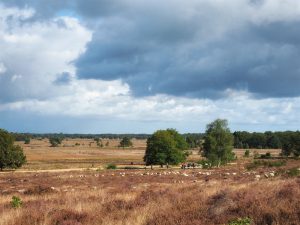 Ontwerp Natura 2000 beheerplan Holtingerveld van 2026