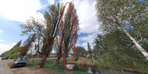 Regelmatige kap van bomen, deels particulier