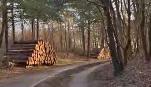 Bomenkap geweest in Boswachterij Noordwijk Hollands Duin