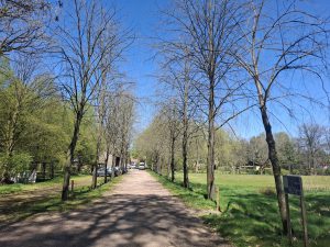 Kap van dode bomen op Landgoed Sparrenhof